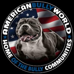 American Bully World Gridlock Bullies in Florida