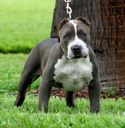 blue nose razor edge pitbull puppies for sale